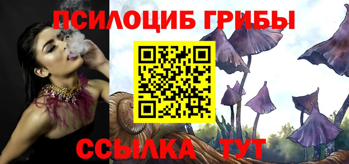 Псилоцибиновые грибы Psilocybe Благовещенск